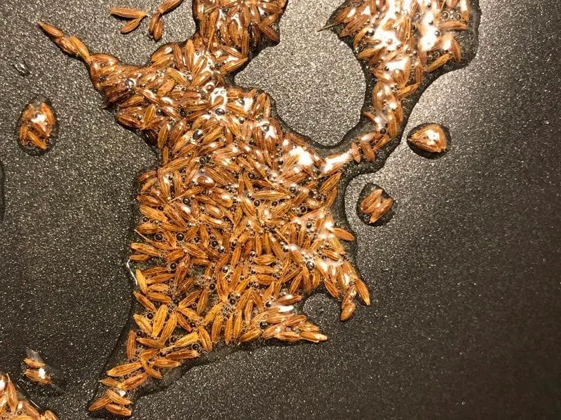 Cumin seeds crackling in hot oil in a pan, turning reddish brown.