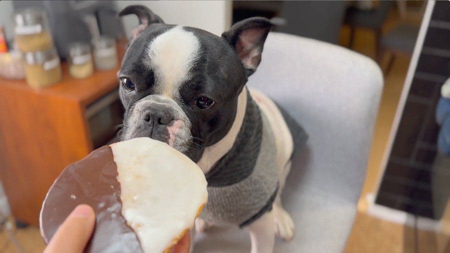 Boston Terrier eating a black and white cookie with chocolate and vanilla icing.